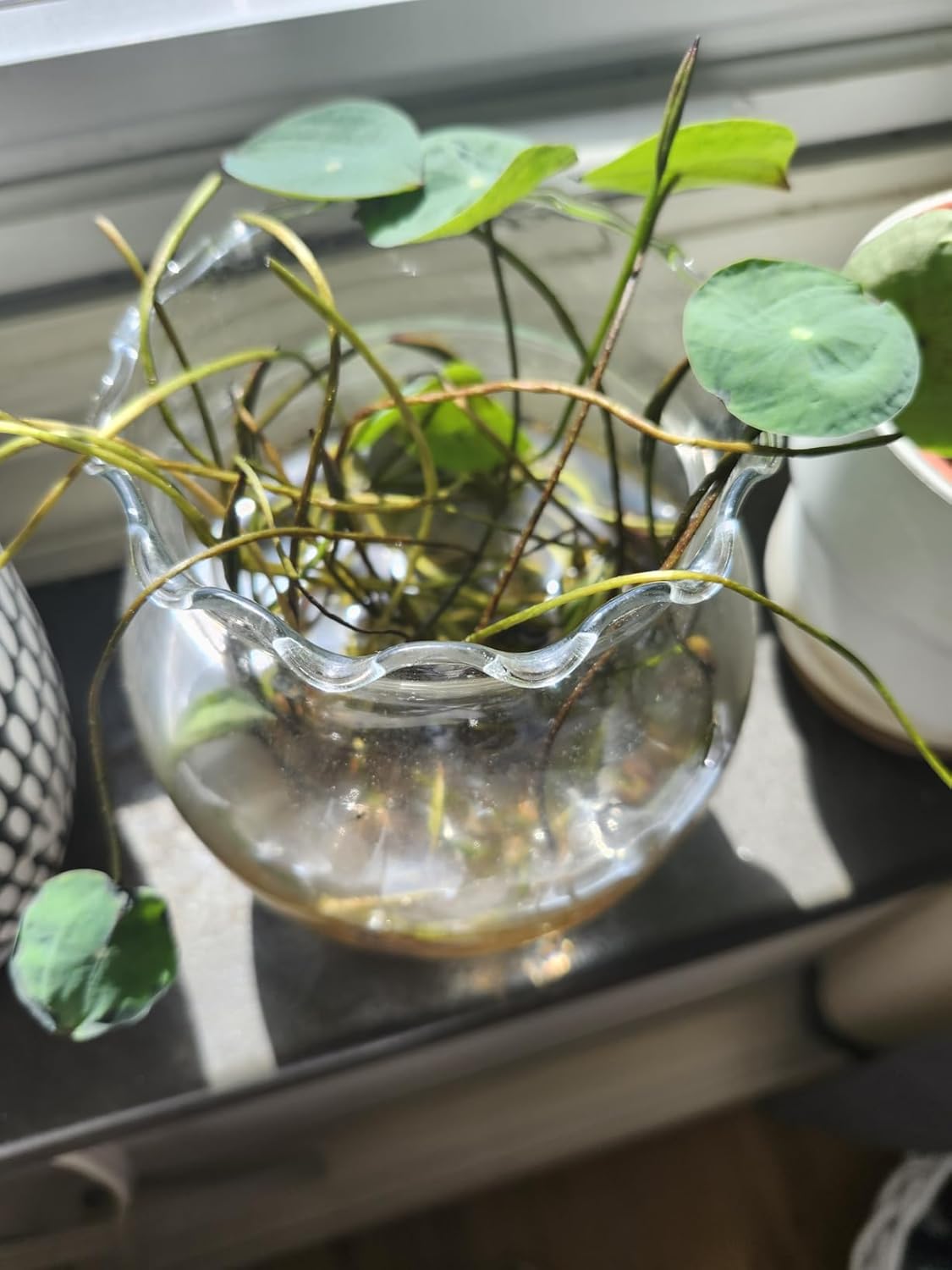 planting lotus seeds indoors π± 100 PCS Mixed Colors Water Planting Lotus Seeds Set πΈ β vexroan