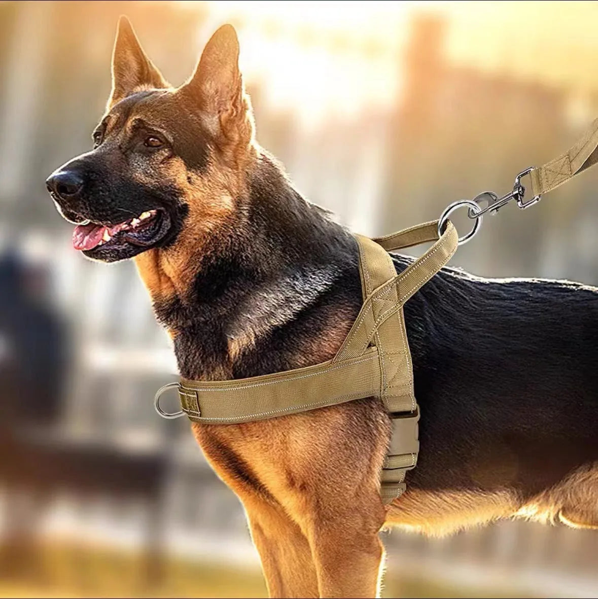 Chest Harness & Leash Set for Large Dogs